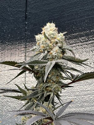 IMG_9245.jpeg IMG_9245.jpeg