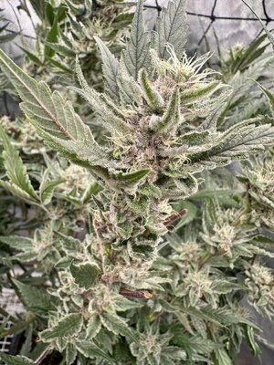 IMG_7419.jpeg IMG_7419.jpeg