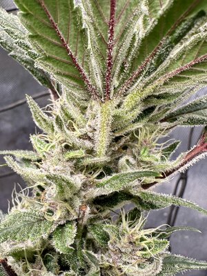 IMG_7488.jpeg IMG_7488.jpeg