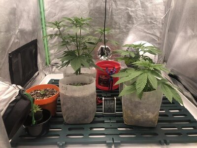 IMG_7326.jpeg