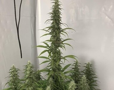 IMG_7334.jpeg IMG_7334.jpeg