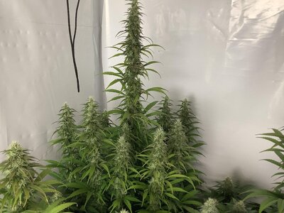 image (8).jpg image (8).jpg