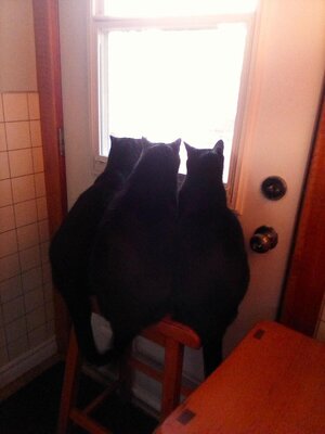 3catsA.jpg 3catsA.jpg