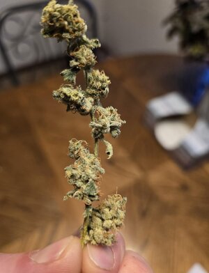 20241110_072954.jpg 20241110_072954.jpg