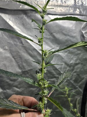 1000014217.jpg 1000014217.jpg