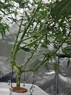 20251102_080520.jpg 20251102_080520.jpg