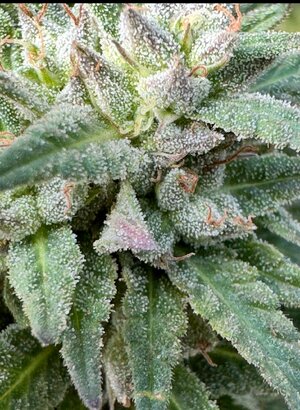 IMG_8749.jpeg IMG_8749.jpeg