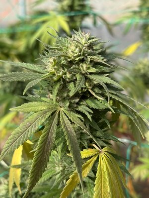 IMG_8748.jpeg IMG_8748.jpeg