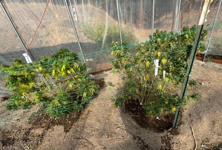 IMG_8747.jpeg IMG_8747.jpeg