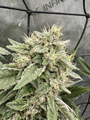 IMG_7587.jpeg