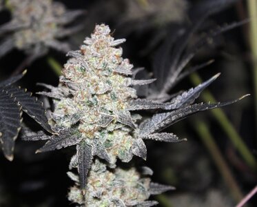 Nov 5 Alask TF 4.JPG