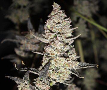 Nov 5 Alask TF 5.JPG