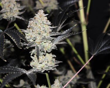 Nov 5 Alaska TF 4.JPG