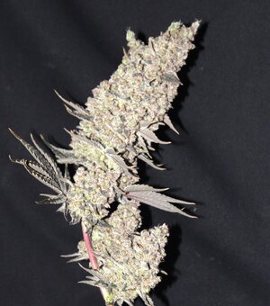 Nov 5 Alaske TF 2.JPG