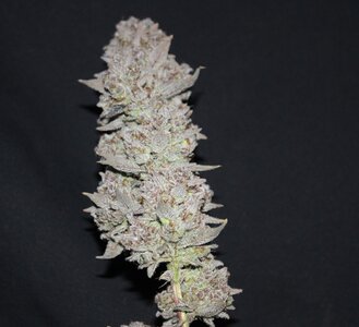 Nov 5 Zamal Dreams 1.JPG