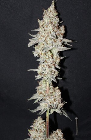 Nov 5 Zamal Dreams 5.JPG