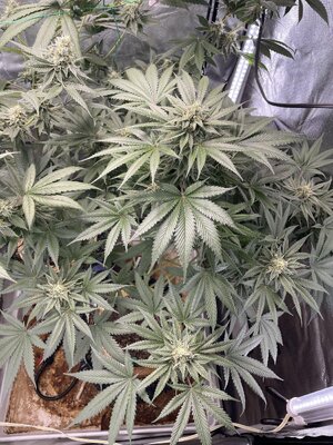 IMG_3056.jpeg IMG_3056.jpeg