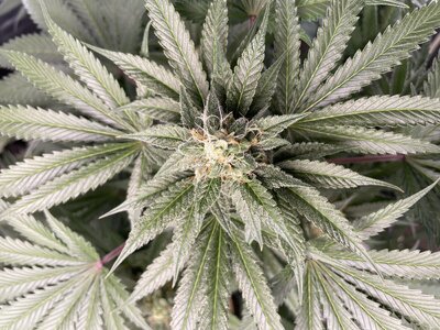 IMG_3057.jpeg IMG_3057.jpeg