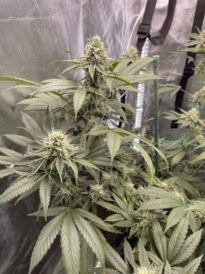 IMG_3058.jpeg IMG_3058.jpeg