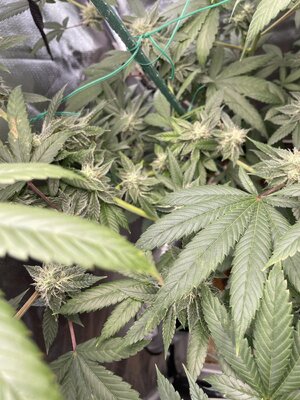 IMG_3059.jpeg IMG_3059.jpeg