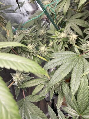 IMG_3060.jpeg IMG_3060.jpeg