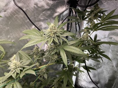 IMG_3061.jpeg IMG_3061.jpeg