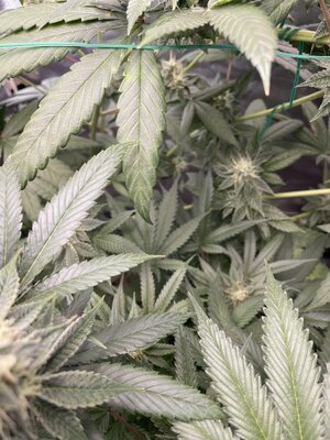 IMG_3062.jpeg IMG_3062.jpeg