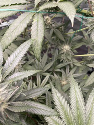 IMG_3063.jpeg IMG_3063.jpeg