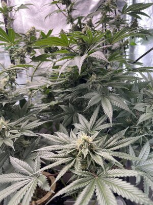 IMG_3064.jpeg IMG_3064.jpeg