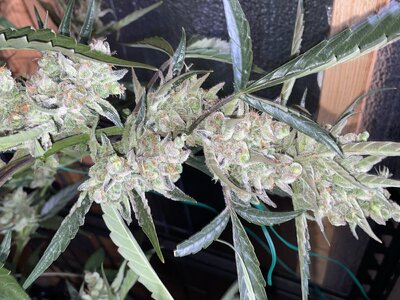 IMG_3027.jpeg IMG_3027.jpeg