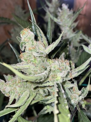 IMG_3028.jpeg IMG_3028.jpeg