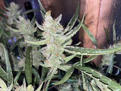 IMG_3026.jpeg IMG_3026.jpeg