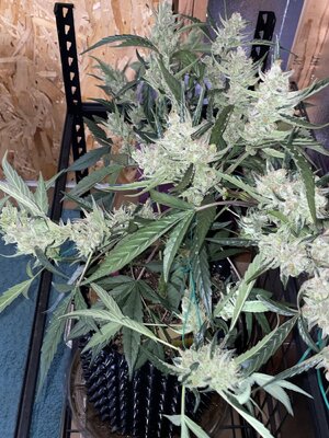 IMG_3025.jpeg IMG_3025.jpeg