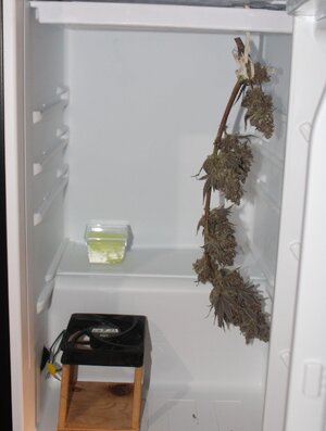 fridge bud fan sponge.JPG