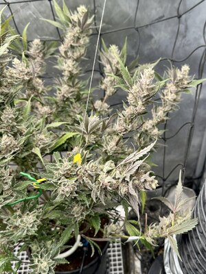 IMG_7618.jpeg