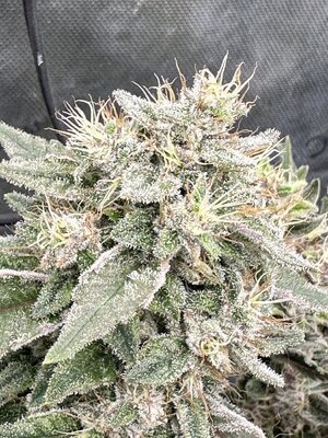 IMG_7625.jpeg