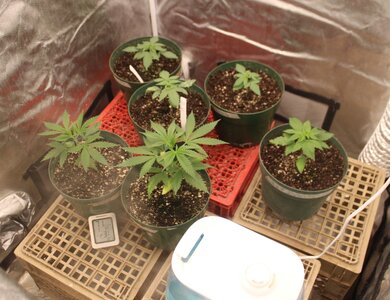 Nov 8 new crop.JPG