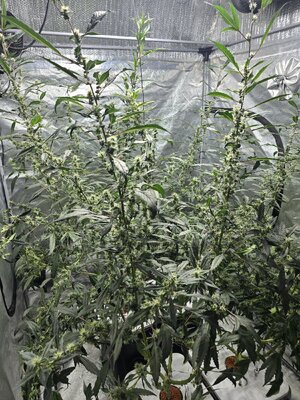 20251111_140701.jpg 20251111_140701.jpg