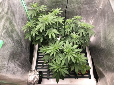 IMG_7613.jpeg IMG_7613.jpeg