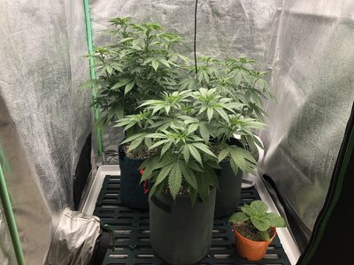 IMG_7609.jpeg IMG_7609.jpeg