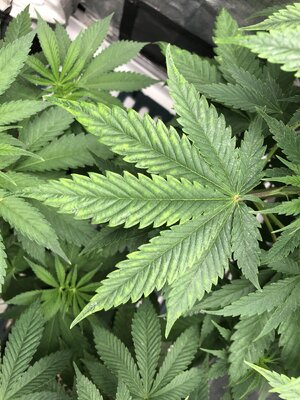 IMG_7611.jpeg IMG_7611.jpeg