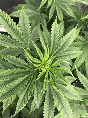 IMG_7612.jpeg IMG_7612.jpeg