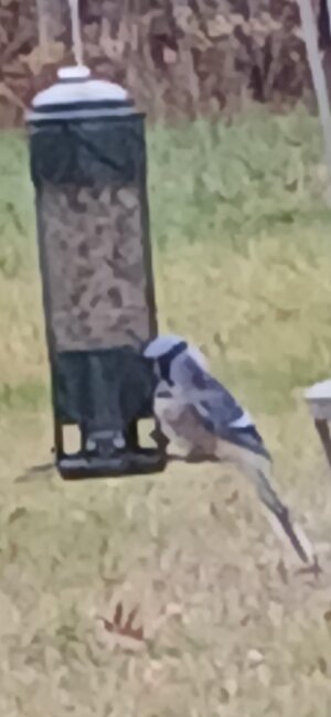 Screenshot_20251113_141238_Gallery.jpg Screenshot_20251113_141238_Gallery.jpg