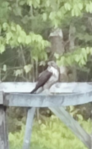 IMG_20250526_185618~2.jpg IMG_20250526_185618~2.jpg