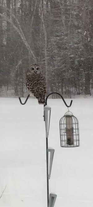 IMG_20250206_155010.jpg IMG_20250206_155010.jpg