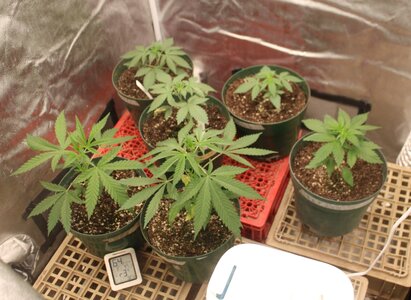 Nov 11 veg group.JPG