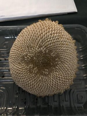 IMG_7623.jpeg IMG_7623.jpeg