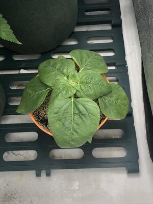 IMG_7642.jpeg IMG_7642.jpeg