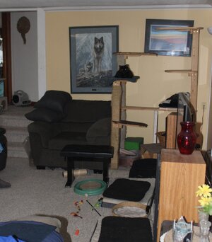 Nov 14 Dusky on cat tree .JPG