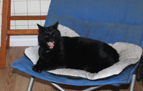 Nov 14 Coal Yawn.JPG